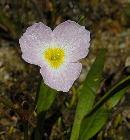 Baldellia repens © Teresa Farino